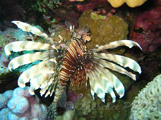 Rascasse volante - Pterois volotans (2).JPG